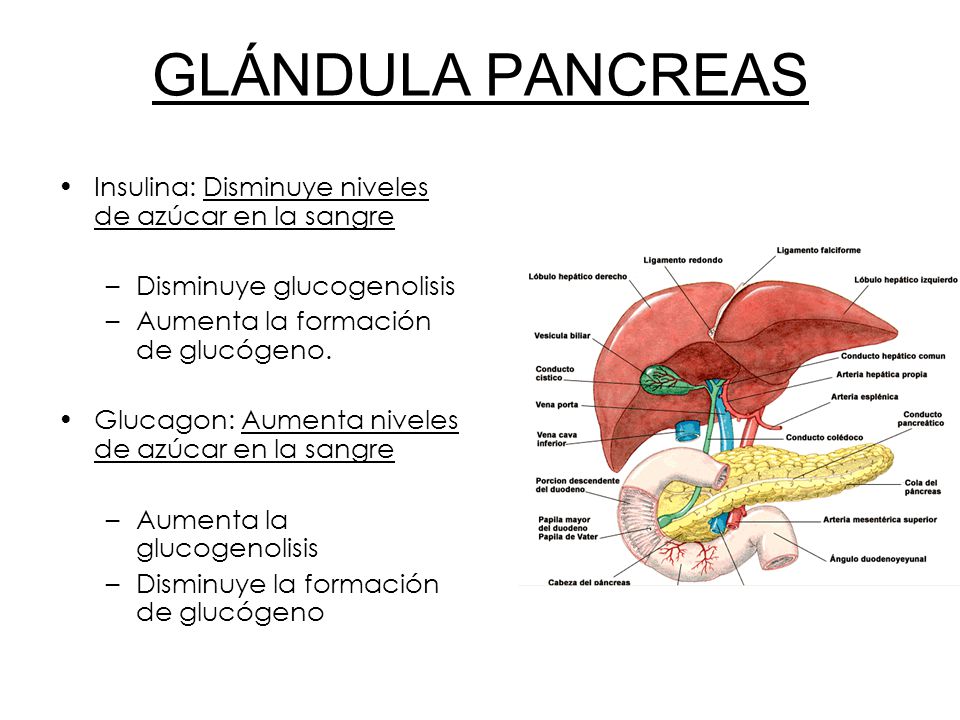Sangre provoca glandula la de glucosa un que en aumento